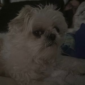 Meet your Posher, Vinnie